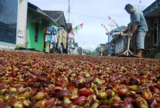 Harga Kopi Arabika Tembus Rp22.000 per Kg, Petani Temanggung Tetap Merugi akibat Panen Turun 60 Persen