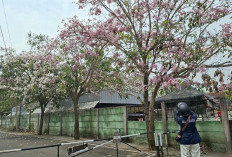 Tiap Tahun Kota Magelang Sudah Seperti Kota di Jepang Berkat Tabebuya yang Mirip Sakura