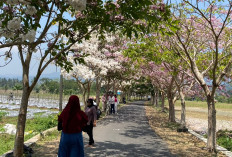 Bukan Jepang, Pesona Sakura Lokal Tabebuya Bermekaran di Ngletoh Secang Magelang