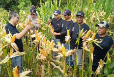 Lahan Tidur di Bandongan Disulap Jadi Kebun Jagung, Petani Magelang Panen 10 Ton