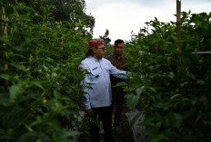 Pelatihan Cabai Temanggung: Resep 'Prof Udin' Dongkrak Panen hingga 2 Kg per Batang