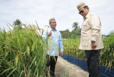 Tinjau Teknologi Tanam PM-AAS, Presiden Prabowo Sebut Inovasi Pertanian Revolusioner