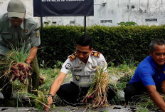 Rutan Kelas IIB Temanggung Panen 450 Kg Bawang Merah, Libatkan Warga Binaan untuk Ketahanan Pangan