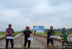 Perkuat Produksi Padi Nasional, Brigade Pangan Banjarnegara Gelar Tanam Serempak