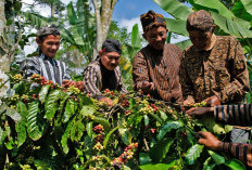 Tradisi Nublek Kopi Temanggung Dimulai, Warga Gunung Gempol Sambut Panen dengan Doa dan Syukur