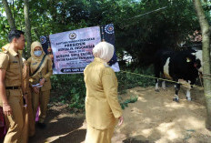 Sapi Kurban Presiden 1 Ton Diserahkan ke Warga Purworejo Jelang Iduladha 1447 H