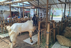 Jelang Iduladha, Penjualan Hewan Kurban di Kota Magelang Lesu Terdampak Biaya Sekolah