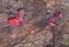 Lekat Dengan Kesan Mistis, Ini Fakta Dibalik Getah Pohon Randu Alas Borobudur yang Konon Mengeluarkan Darah