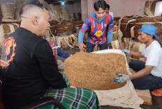 Panen Tembakau Wonosobo, Hasil Panen Turun, Harga Naik