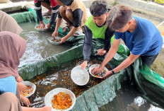 Musim Hujan Tiba, BBI Sawangan Magelang Kebut Pembenihan Ikan Beong