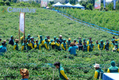 Bayer Rilis Insektisida Ganda Camalus, Solusi Petani Pangkas Ongkos Produksi