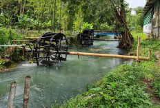 Kincir Air Bambu Masih Jadi Andalan Pertanian di Bondowoso Magelang