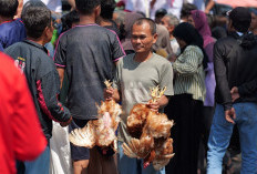 Harga Telur Anjlok, Peternak Temanggung Bagikan 5.500 Ayam Gratis kepada Warga