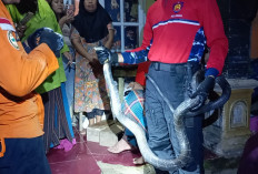 Ngeri! Ular King Kobra Raksasa Teror Warga Kaliwiro Kabupaten Wonosobo 