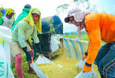 BPS Rilis Angka Tetap Produksi Beras 2025 Capai 34,69 Juta Ton, Naik 13,29 Persen