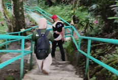 Populasi Kera Ekor Panjang Kian Tak Terkendali, Begini Cara Pengelola Kebun Raya Gunung Tidar Mengatasinya