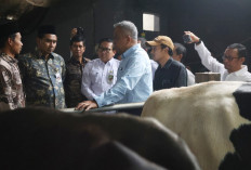 Magelang Jadi Sentra Susu Baru Jateng, Produksi Koperasi Belum Tembus 2.000 Liter