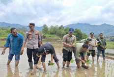 Dorong Swasembada Pangan Berkelanjutan, Aceh Tengah Gelar Tanam Serempak