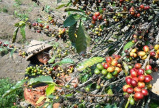 Panen Kopi Temanggung 2026 Turun 30 Persen, Dampak Kemarau Basah dan Cuaca Ekstrem