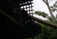 Bencana Hidrometeorologi Landa Purworejo, Pohon Tumbang Tutup Jalan dan Timpa Rumah Warga