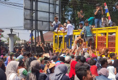 Peternak Ayam Wonosobo Tuntut Harga Telur Naik, Pakan Turun