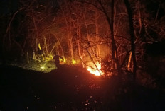 Lahan 4 Hektare di Kaliurip Kemiri Purworejo Terbakar, Api Padam Setelah 4 Jam
