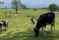 3 Km dari Artos Mall, Propang Ranch Magelang Suguhkan Panorama Ala New Zealand