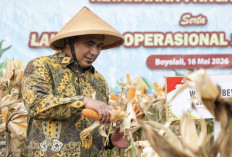 Taj Yasin Panen Jagung di Boyolali, Pemprov Jateng Dukung Agresivitas Polri Amankan Pangan