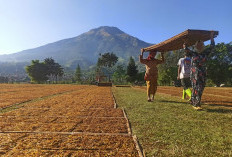 Temanggung Jadi Produsen Tembakau Terbesar Kedua di Jawa Tengah, Petani Berharap Harga Naik