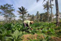Petani Tembakau Temanggung Tuntut Harga Layak, Biaya Produksi Tembus Rp75 Juta per Hektare