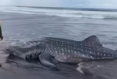 Hiu Tutul Seberat 1 Ton Terdampar di Pantai Roro Inten Kabupaten Purworejo